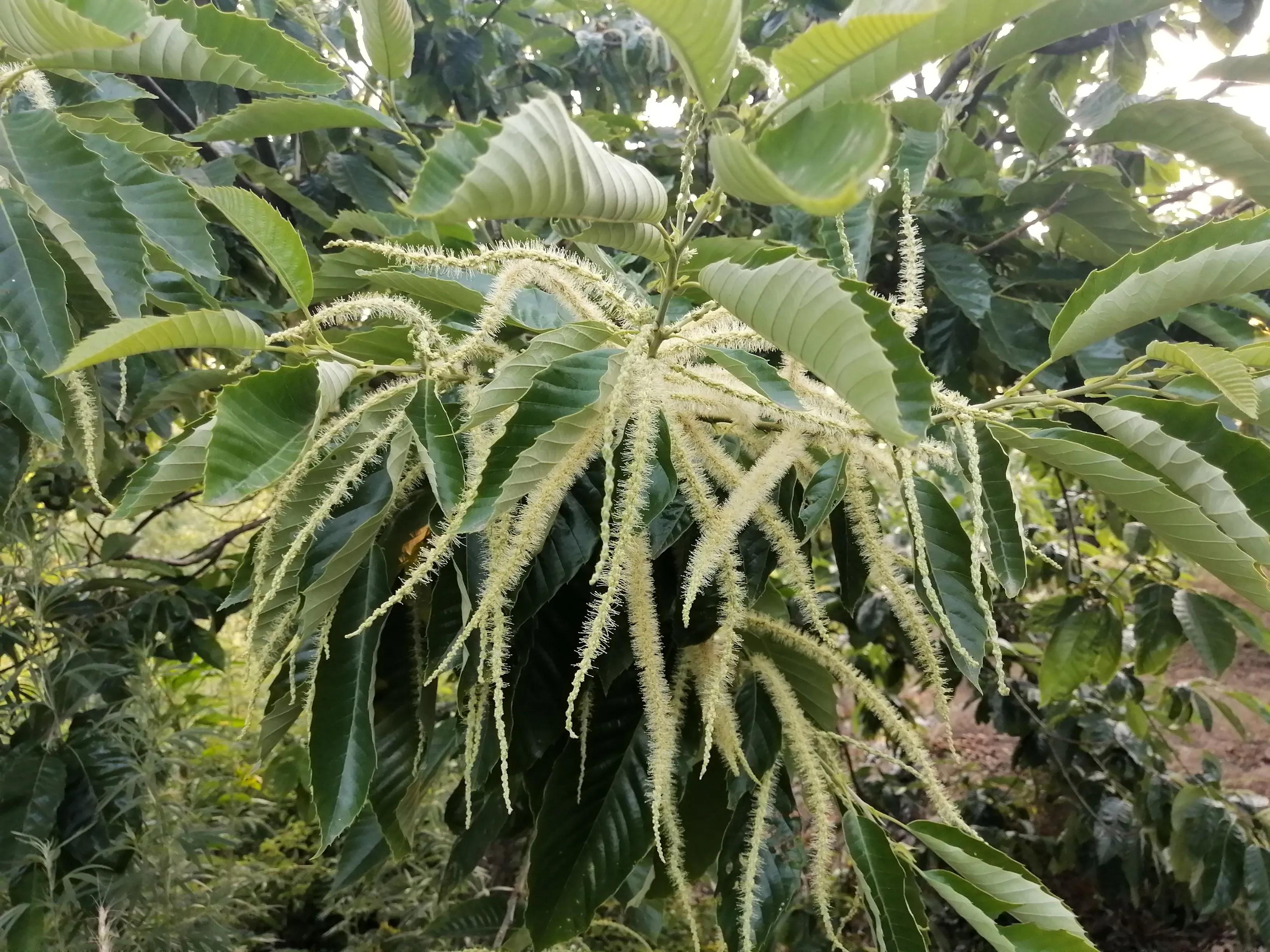 傍晚的乡村,傍晚的乡村如诗如画