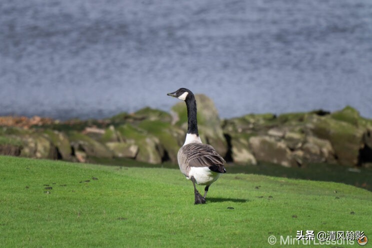 索尼微单长焦镜头55-210,索尼微单长焦镜头最新款
