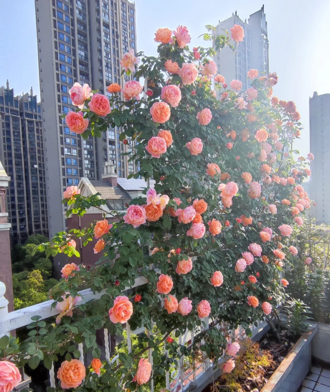 光照不足也能猛开花的藤本月季,抗病好养勤花的藤本月季品种