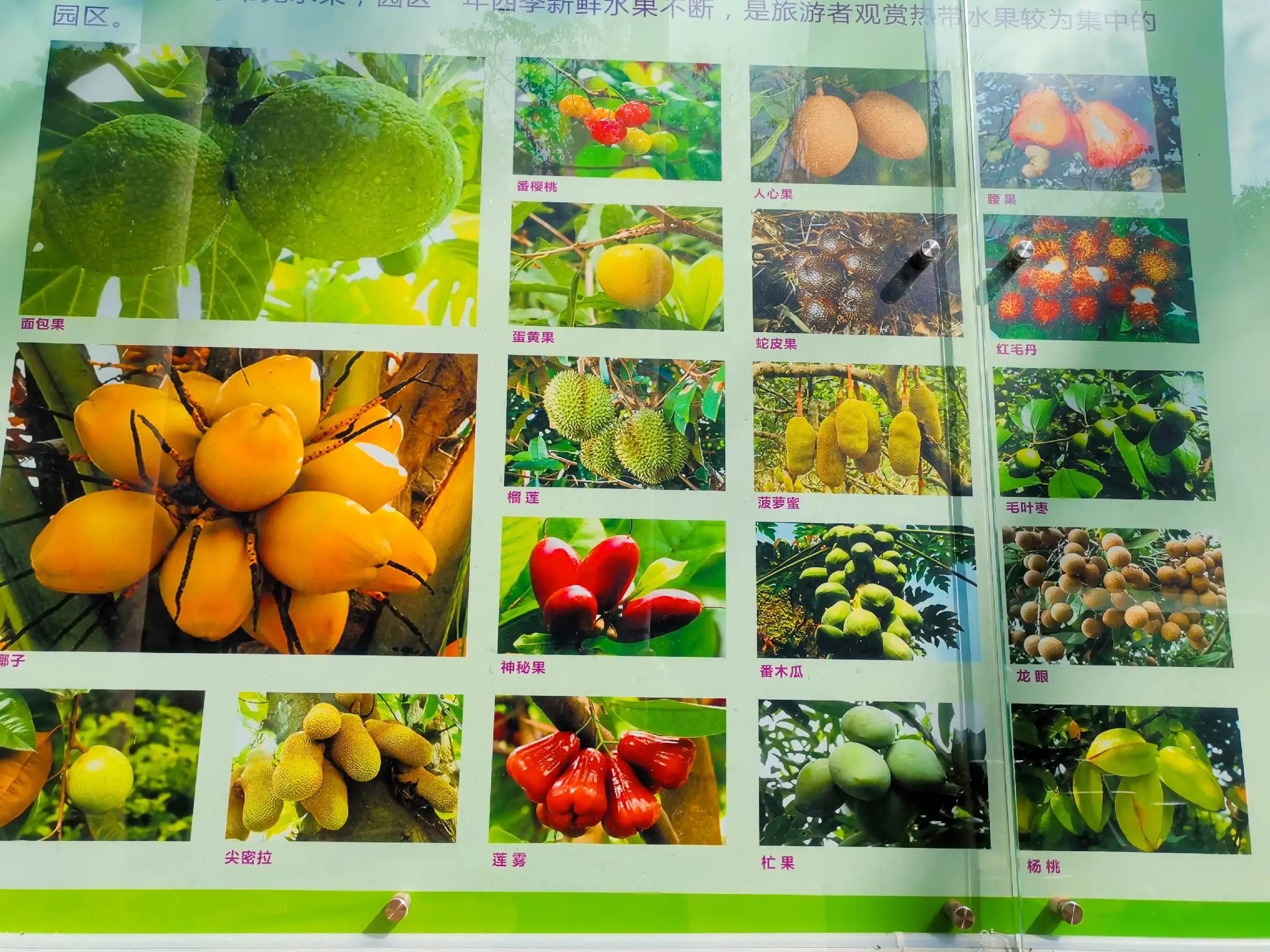 兴隆热带植物园攻略,兴隆热带植物园一日游