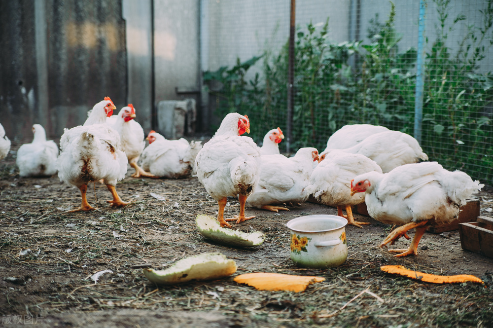 全球感染禽流感病例,禽流感已蔓延到哪些国家了