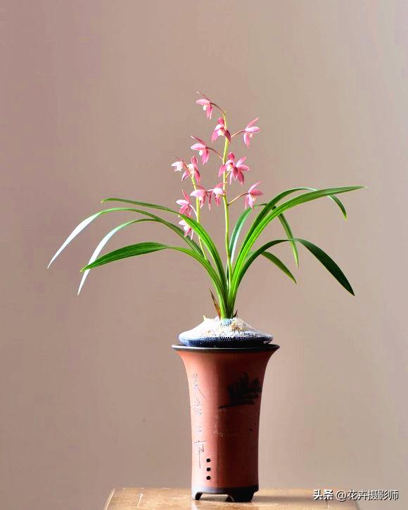 兰花“热议2023”：此兰成为热门选手，却因名字错失人生巅峰