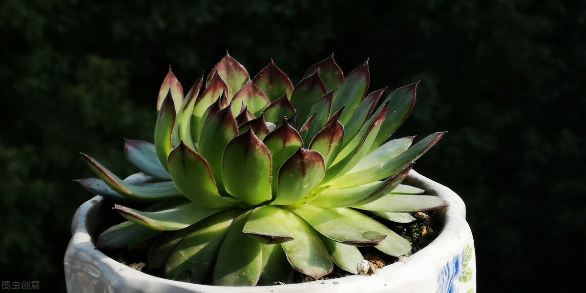 观音莲怎么才能爆盆,观音莲怎么养才能爆崽