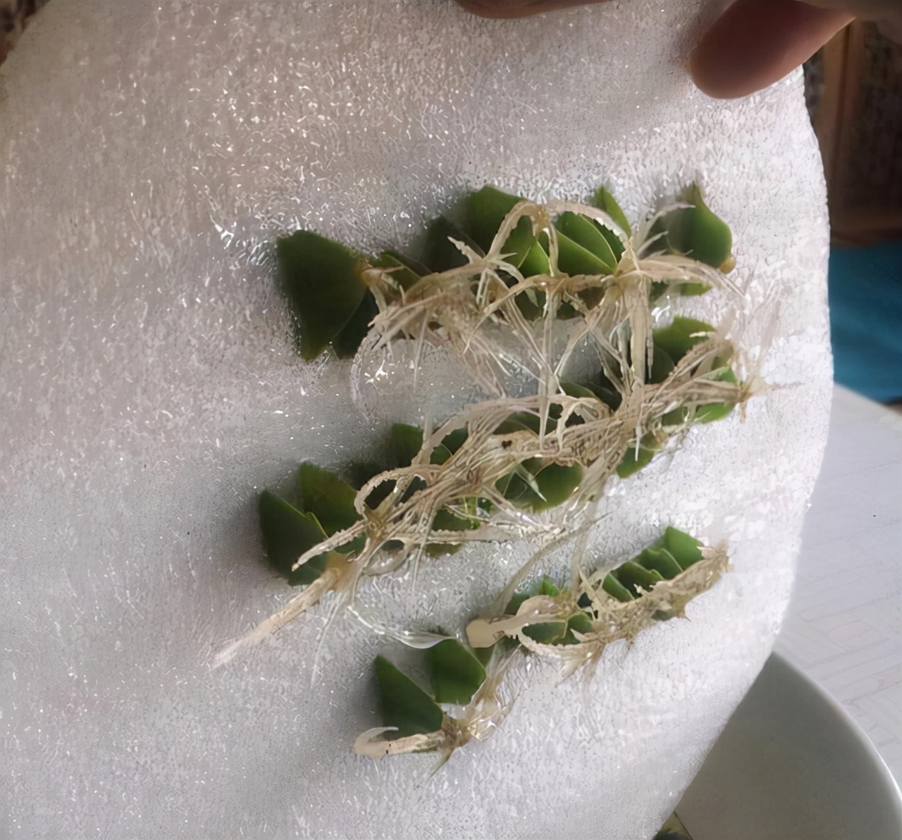 教你扦插大法扦插什么植物都能活,扦插小技巧栽培小妙招