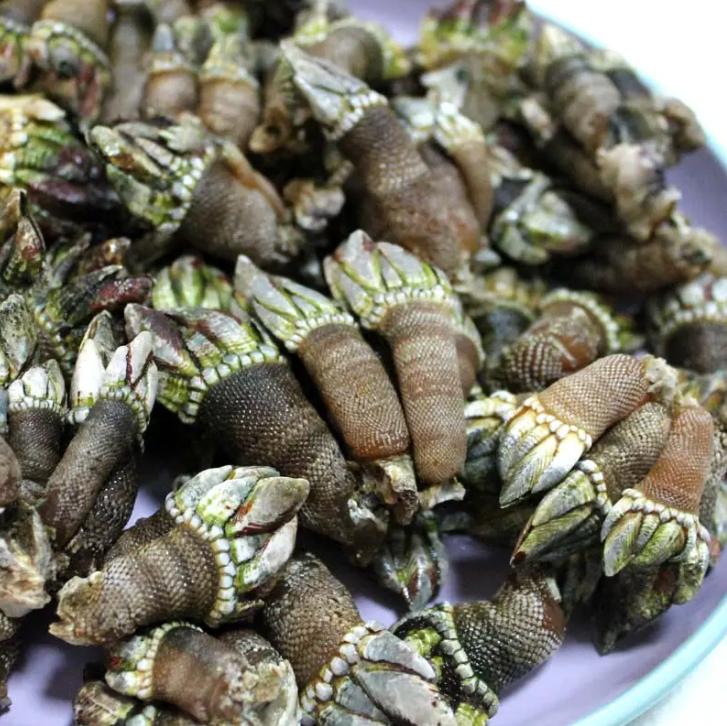 在浙江吃藤壶，还以为吞了个鬼手