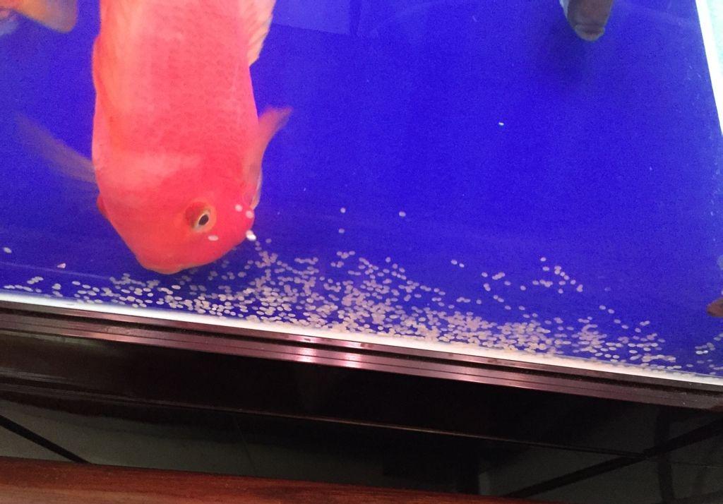 为什么人类排泄和生殖分开,人类的生殖器官和排泄器官