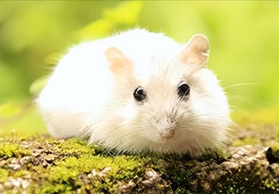 仓鼠饲养禁忌和注意什么,仓鼠饲养注意事项和禁忌