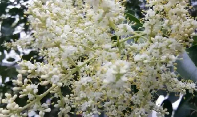 女贞有毒吗,大叶女贞又叫火炮树