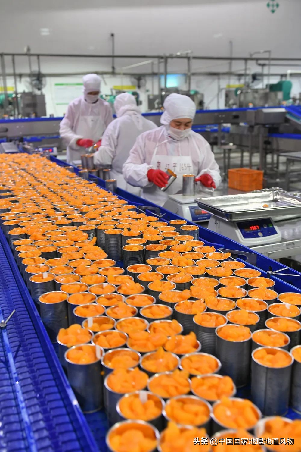 中国的罐头在哪里,中国罐头分布地区