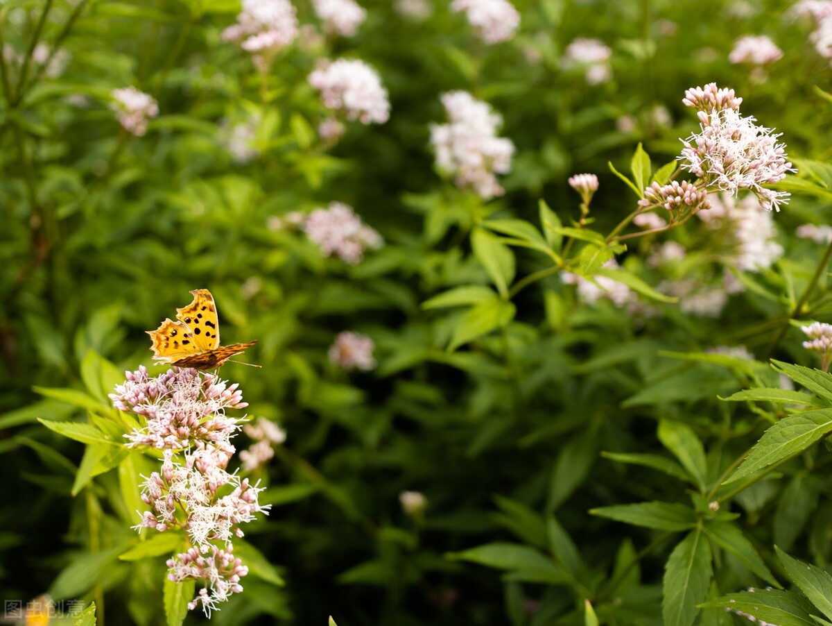 我的婆婆和别人的婆婆不一样,我的婆婆和别人家的婆婆