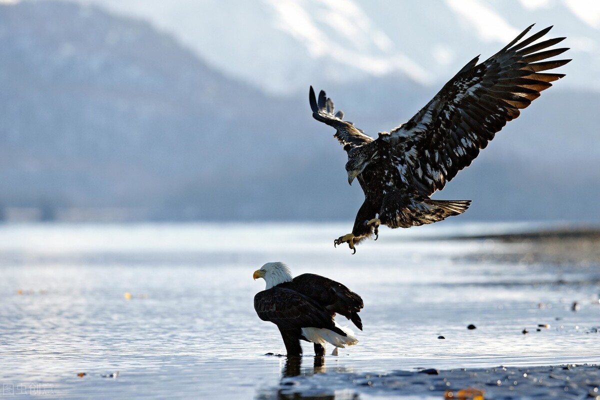 世界各国最稀有的国宝,100个国家国宝动物
