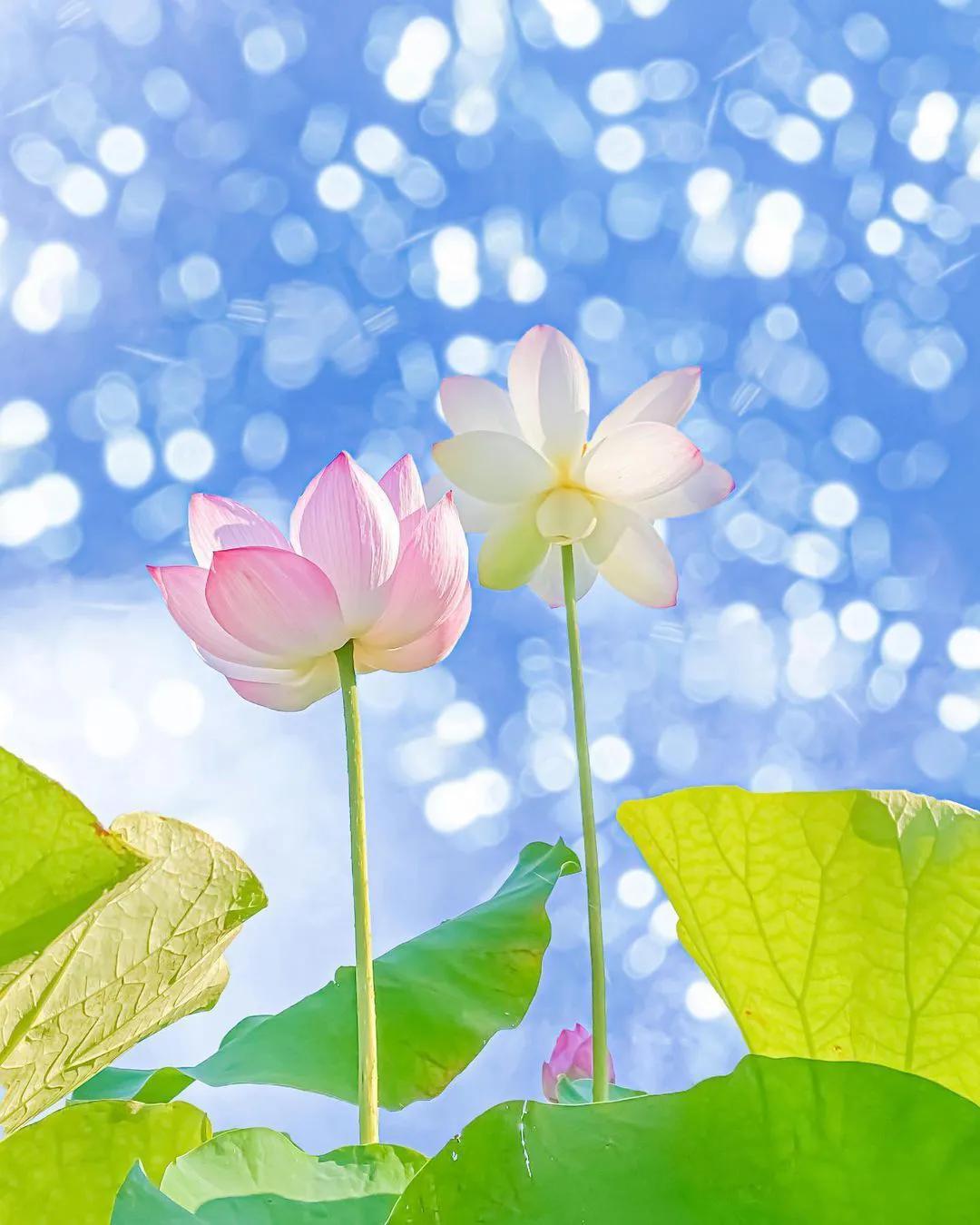 一花一世界，一叶一菩提,一花一世界一叶一菩提视频