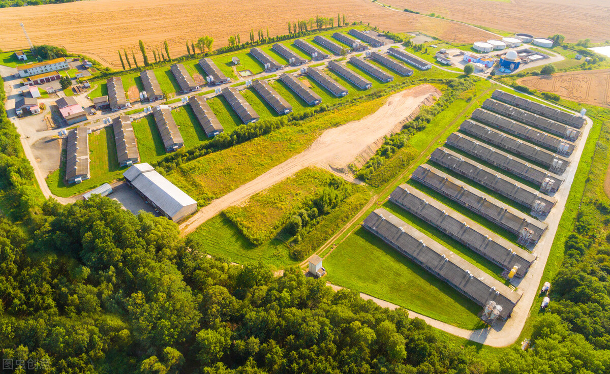 母猪亚健康的调理方法,母猪亚健康的原因和治疗方法