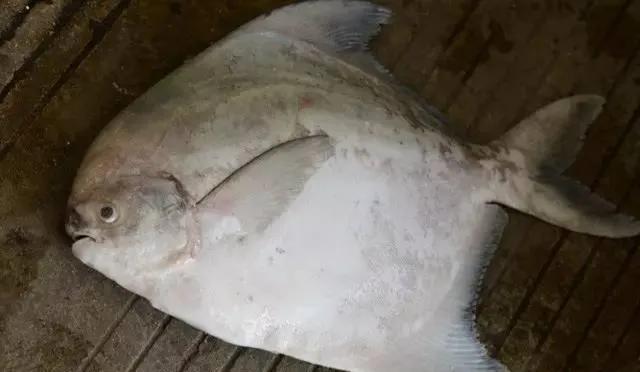 鱼类菜肴大全,鱼类食材大全