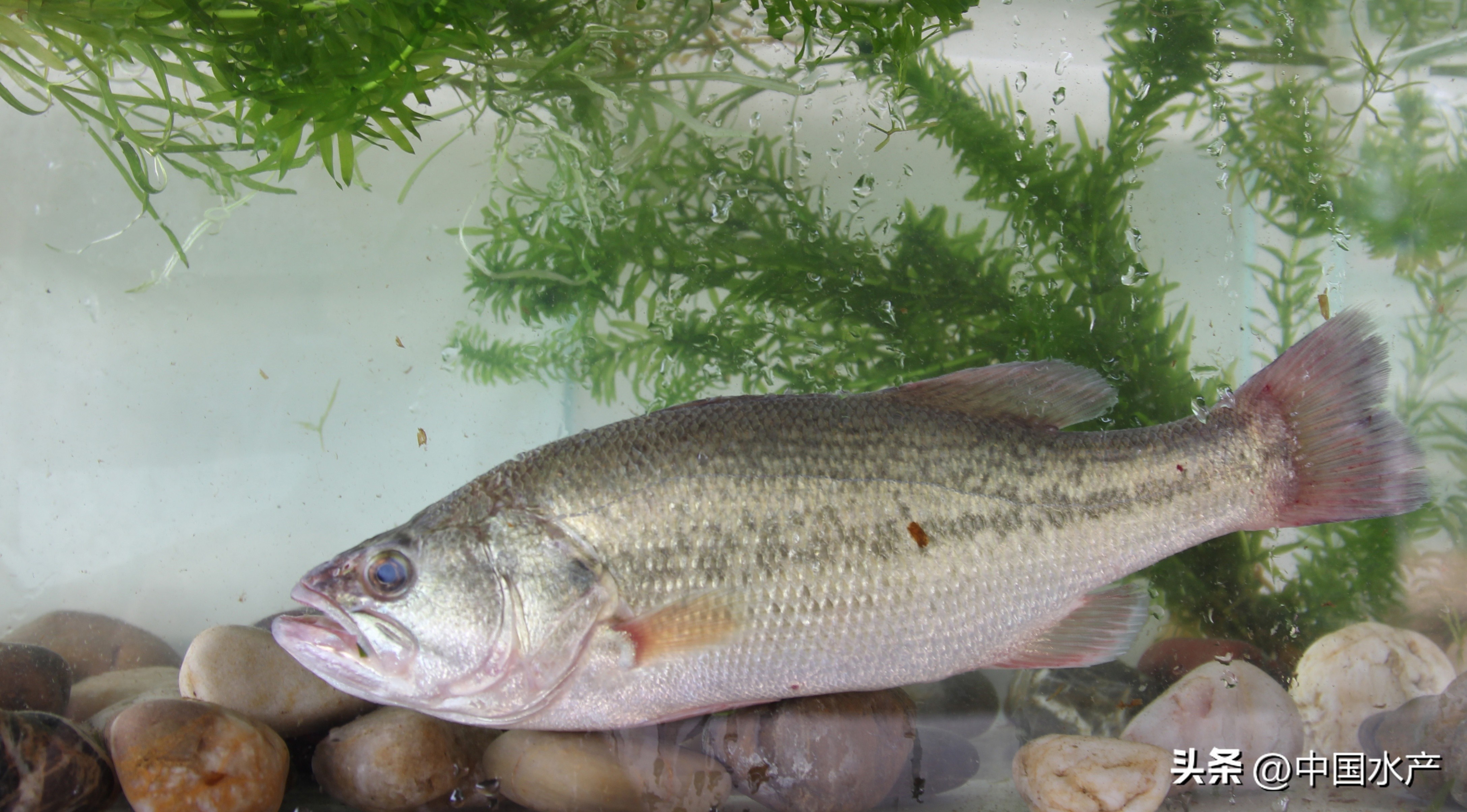 水生外来物种入侵防控工作方案,水生动物防疫