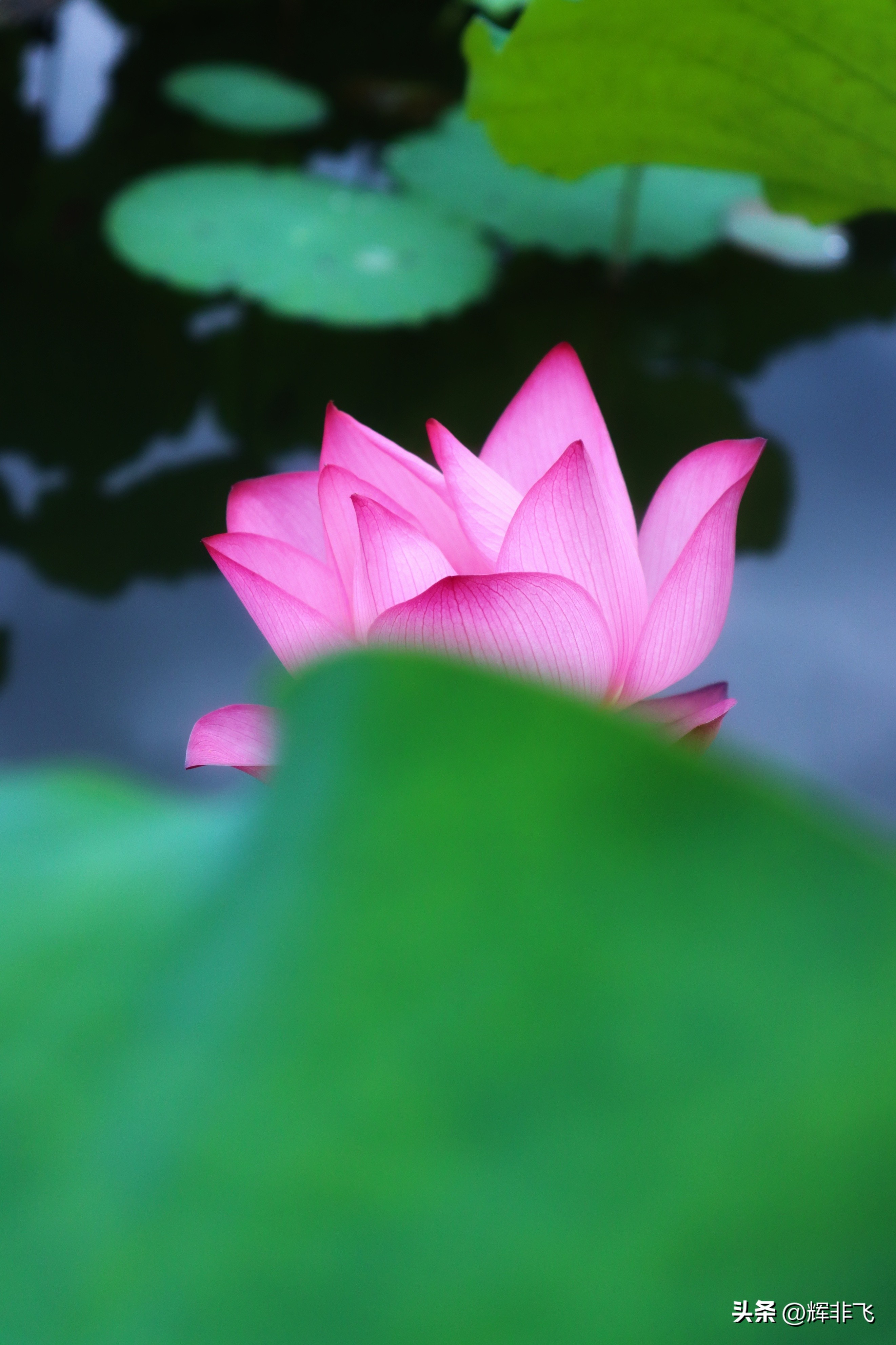 十首绝美的咏荷的词,写意最经典咏荷诗词