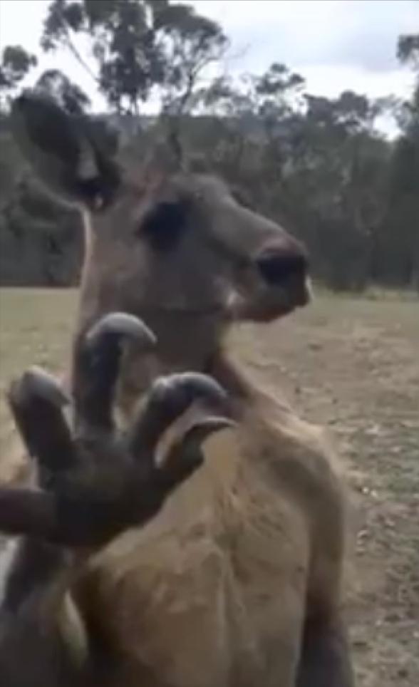 普通人能徒手打得过袋鼠吗？2018年，野生袋鼠一脚踢碎挡风玻璃