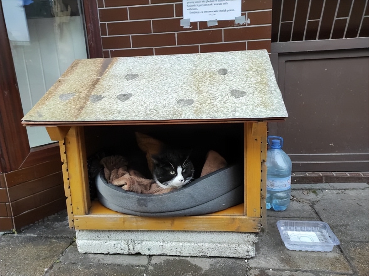 一只流浪的肥猫,波兰一流浪猫成5星旅游景点