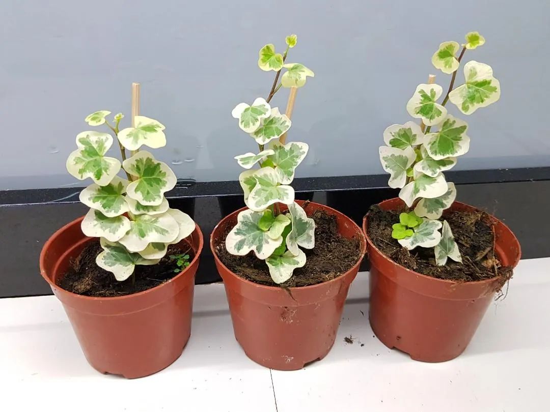 叶子油亮光滑,叶子光滑有光泽是什么兰