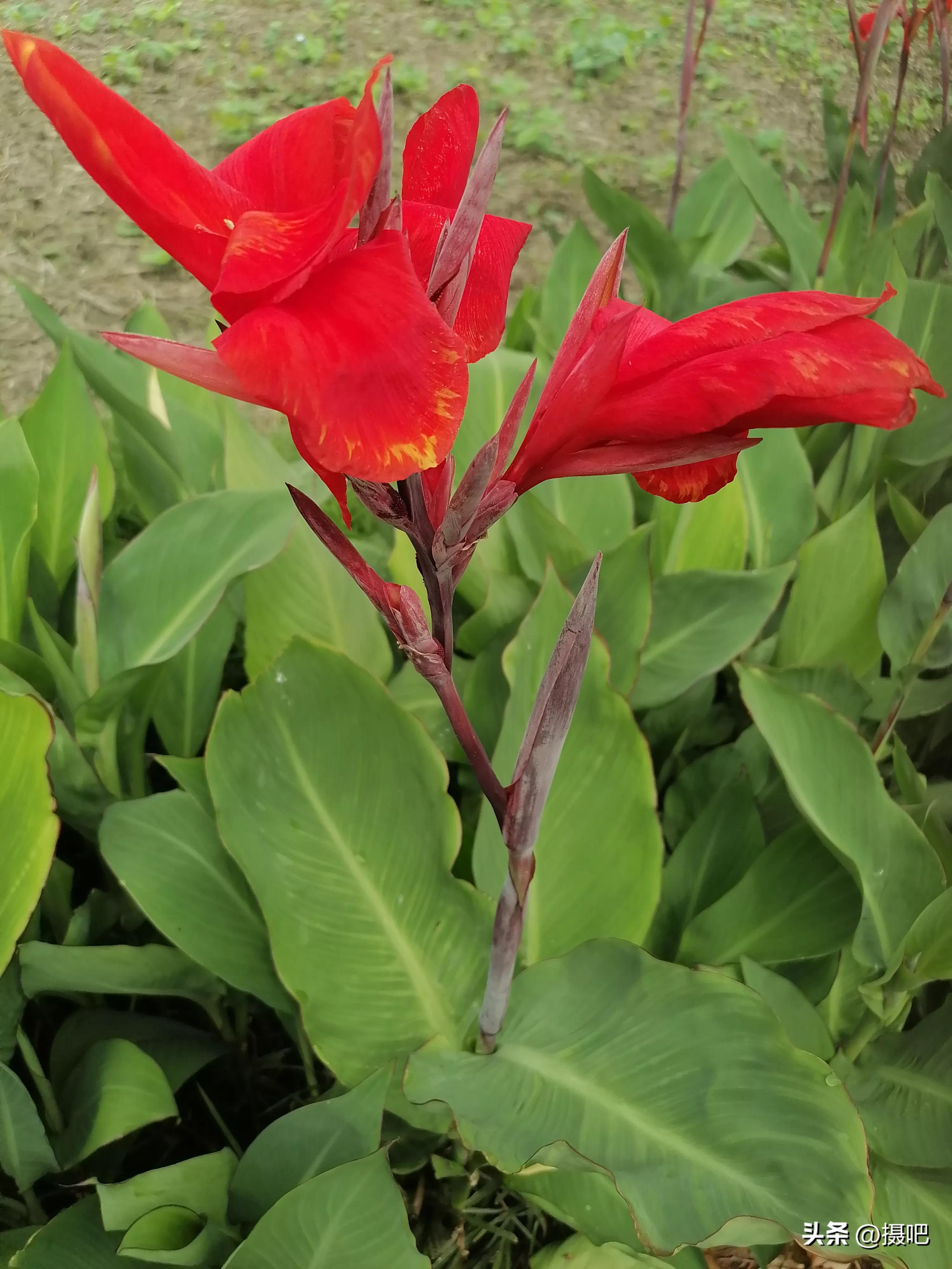 特大新鲜粽叶,大粽叶长在什么地方