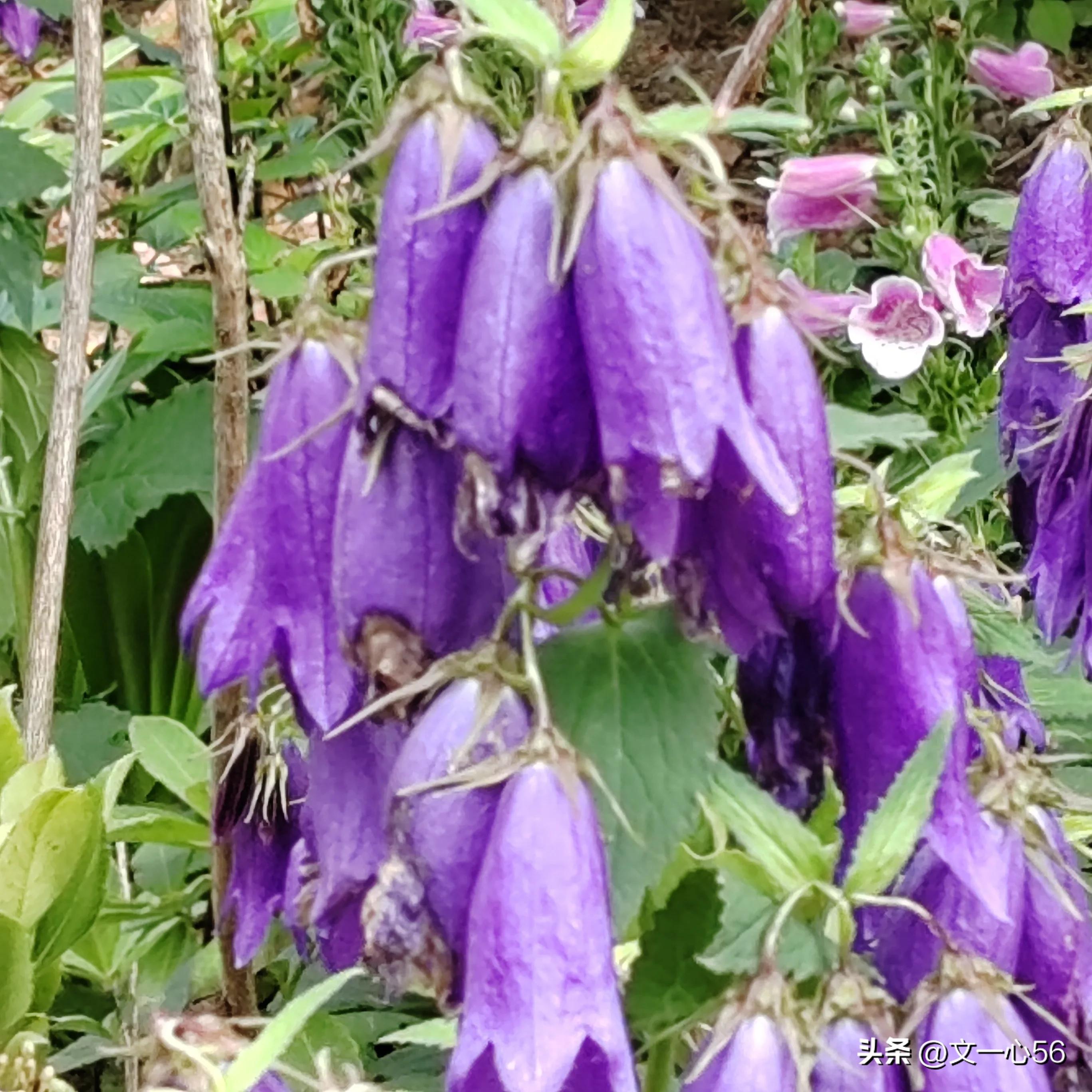 化疗的副作用和并发症,动脉化疗和静脉化疗副作用