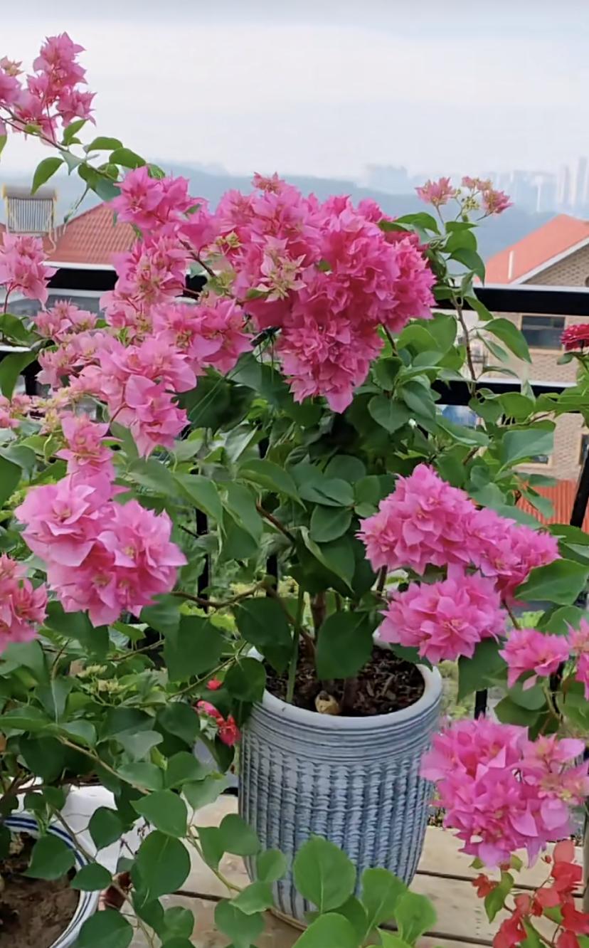 最好看的三角梅有几种,浅粉色重瓣三角梅