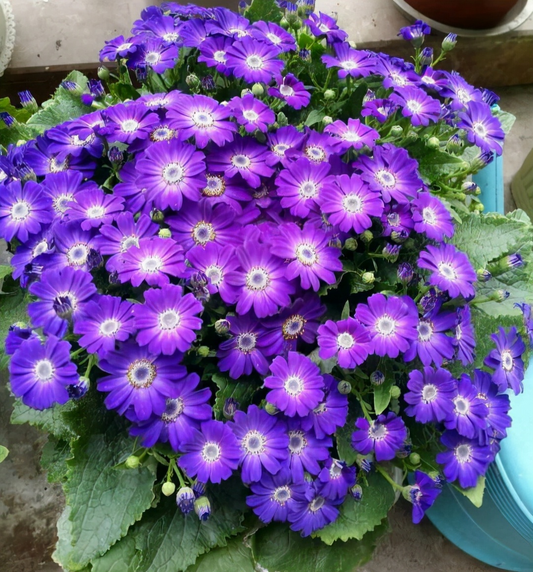 百花齐放春意浓群芳争艳,百花齐放喜迎新春