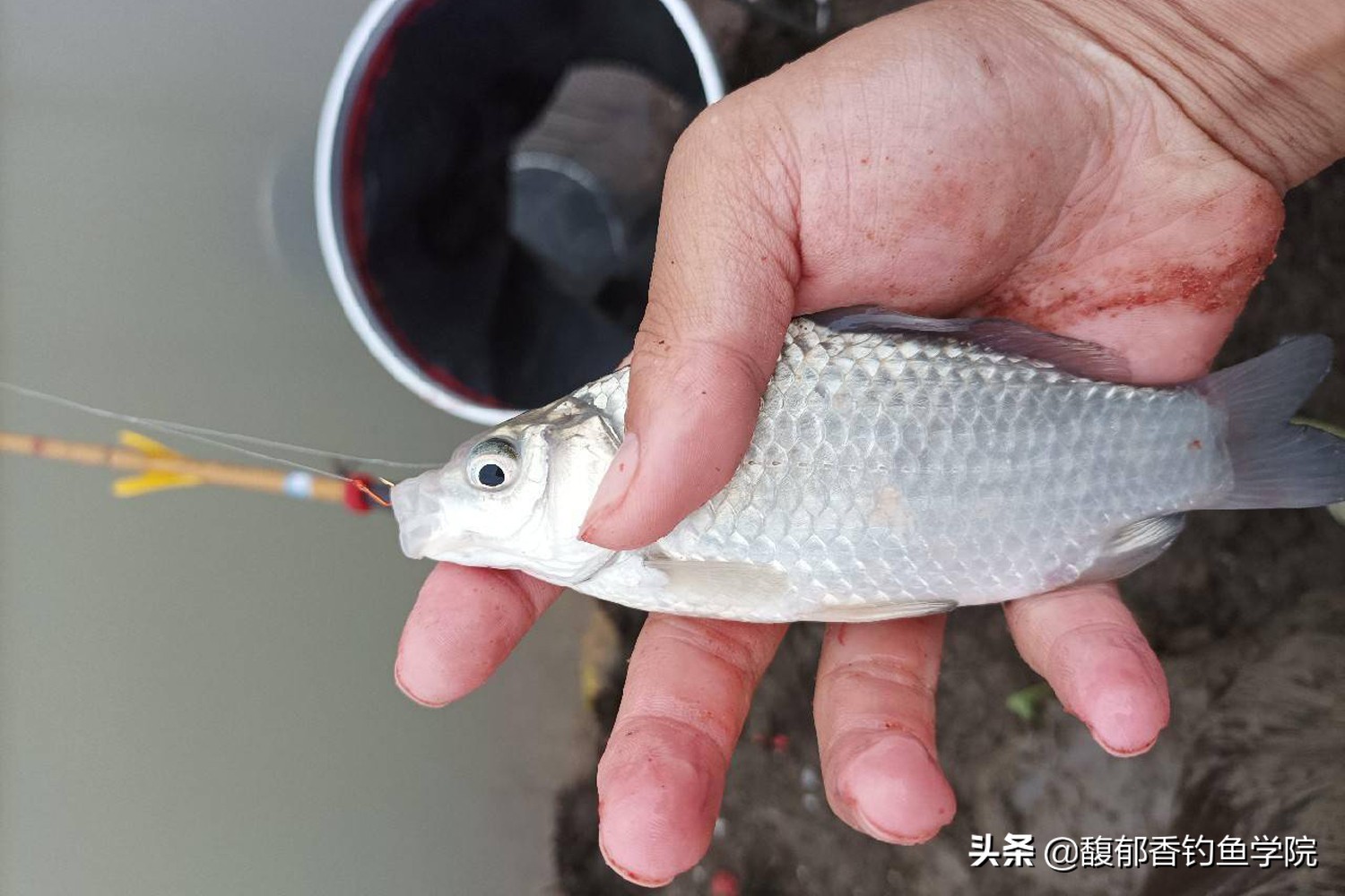 冬季钓鲫鱼加粗尾调漂的正确方法,长竿钓鲫鱼调漂的正确方法与技巧