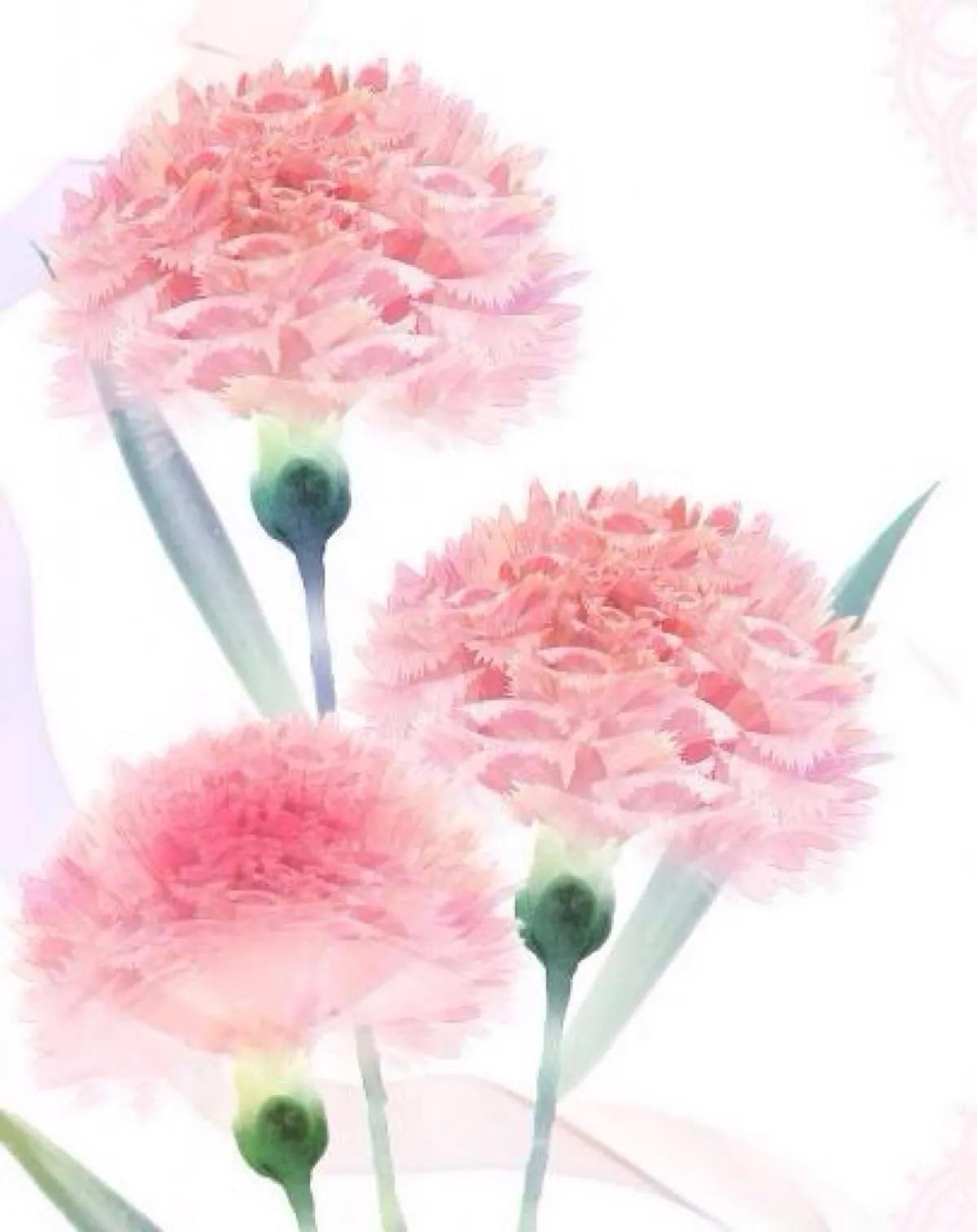 康乃馨花束壁纸,康乃馨壁纸手机超清全面屏