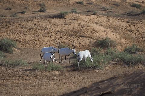 阿联酋丽思卡尔顿,阿联酋野奢帐篷