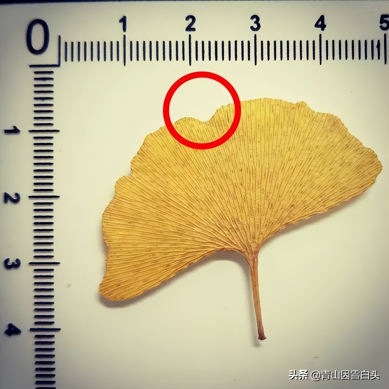 银杏公树和母树对比图片,银杏树分公母吗