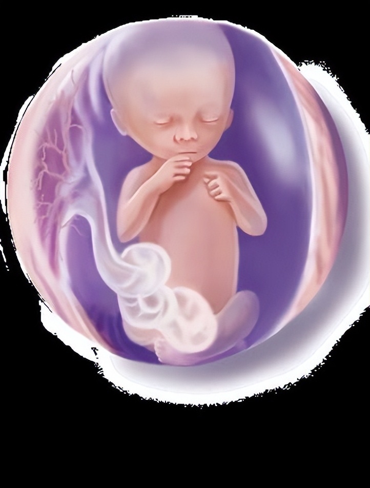 从受孕到分娩约四十周,从受孕到婴儿每天的变化