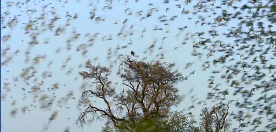 油炸蝗虫的口感,蝗虫烧烤油炸方法