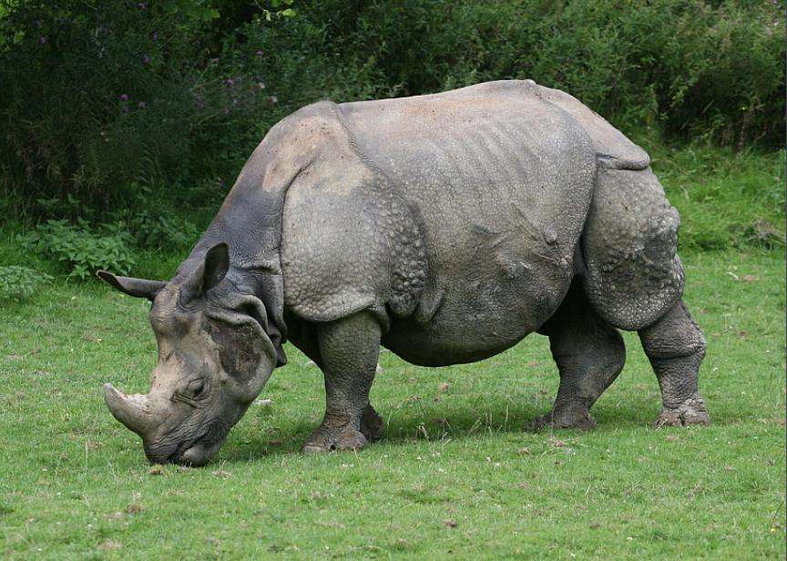 能杀了老虎的十大猛兽,可以杀死老虎的十大猛兽
