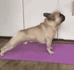 公狗的睾丸皮破了有生命危险吗,公狗只有一个蛋有什么危害