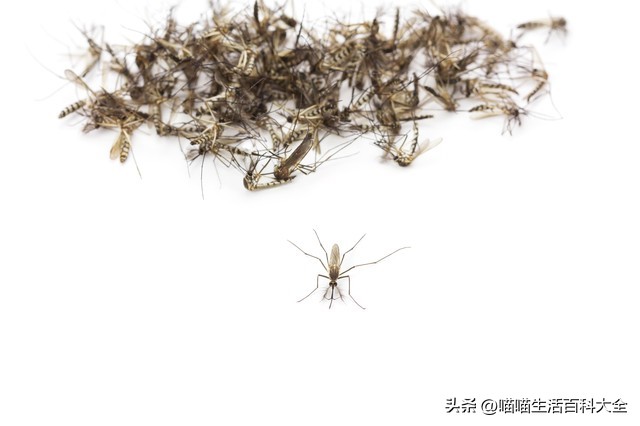 什么方法最有效防止蚊子,蚊子最怕这3种方法