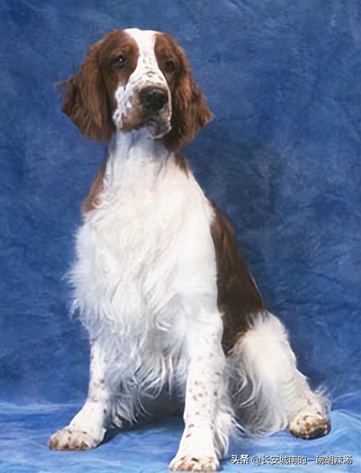 世界名犬大赛全程视频,世界名犬狗狗品种大全