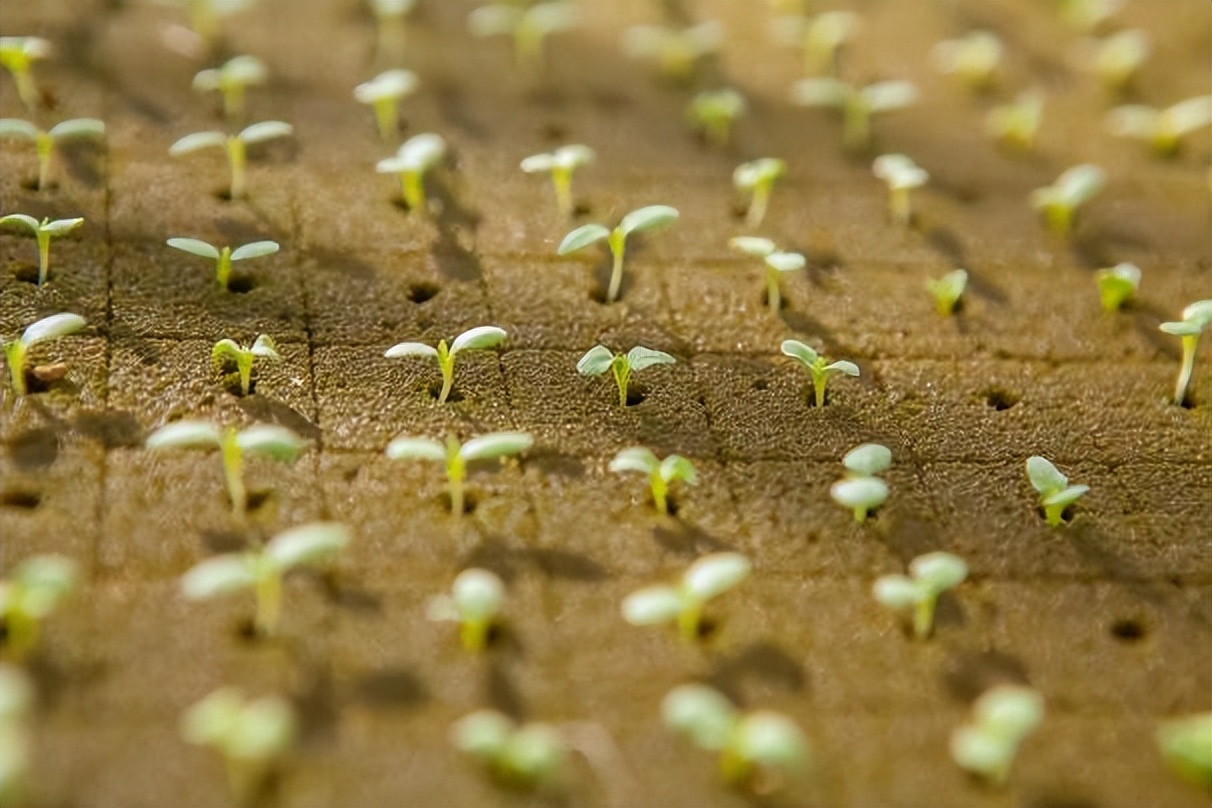 守门员后卫中场前锋,前锋中锋后卫和守门员都是干什么