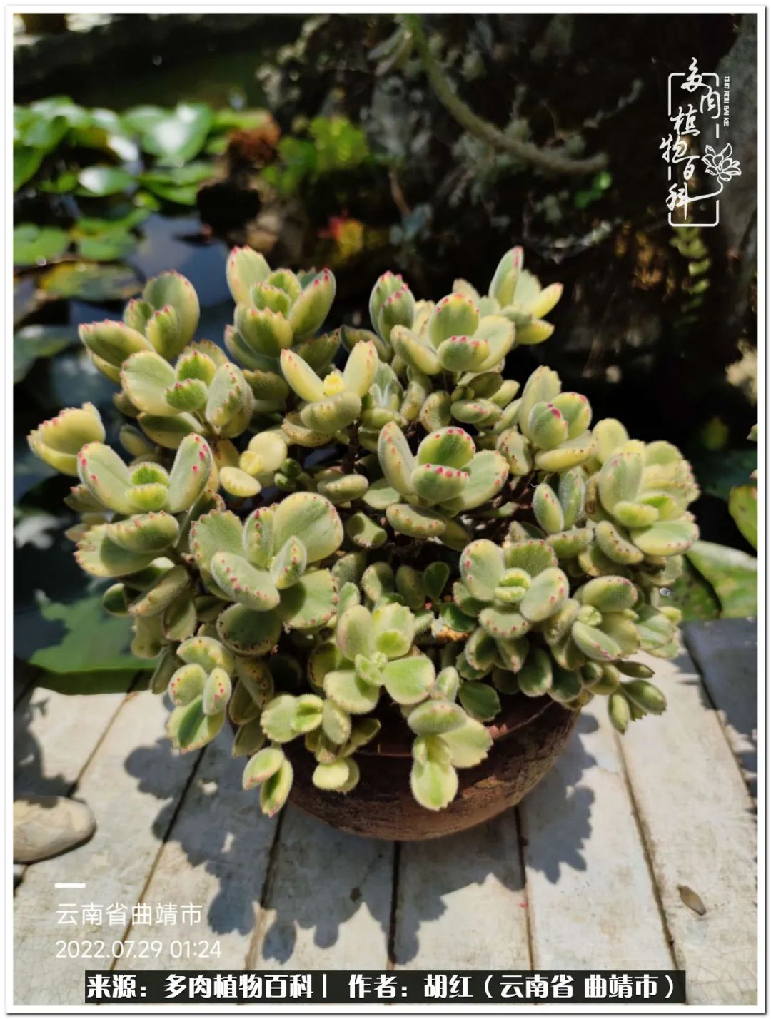 多肉植物里的糖,多肉生活的调味剂