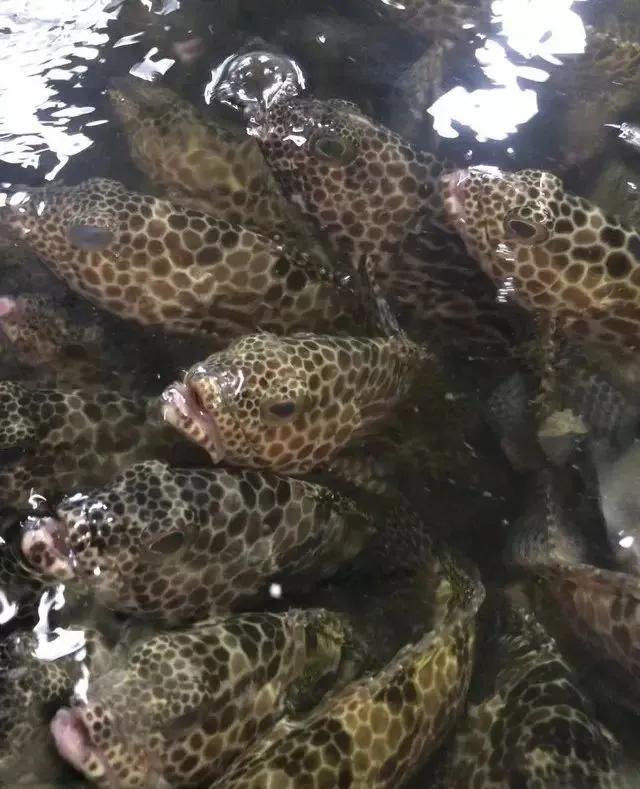 鱼类食材大全名称图片,鱼类菜谱大全100种