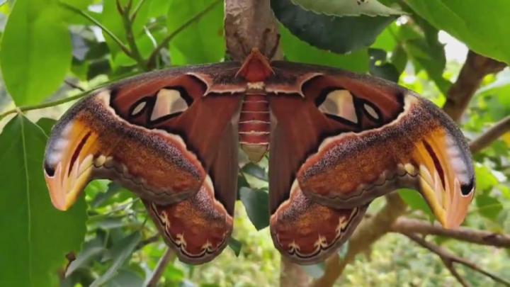 美国出现世界最大飞蛾，不但大样子也很吓人，实为我国“蛇头蛾”