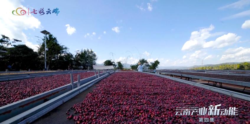 【云视网评】奋力跑出云南产业发展“加速度”