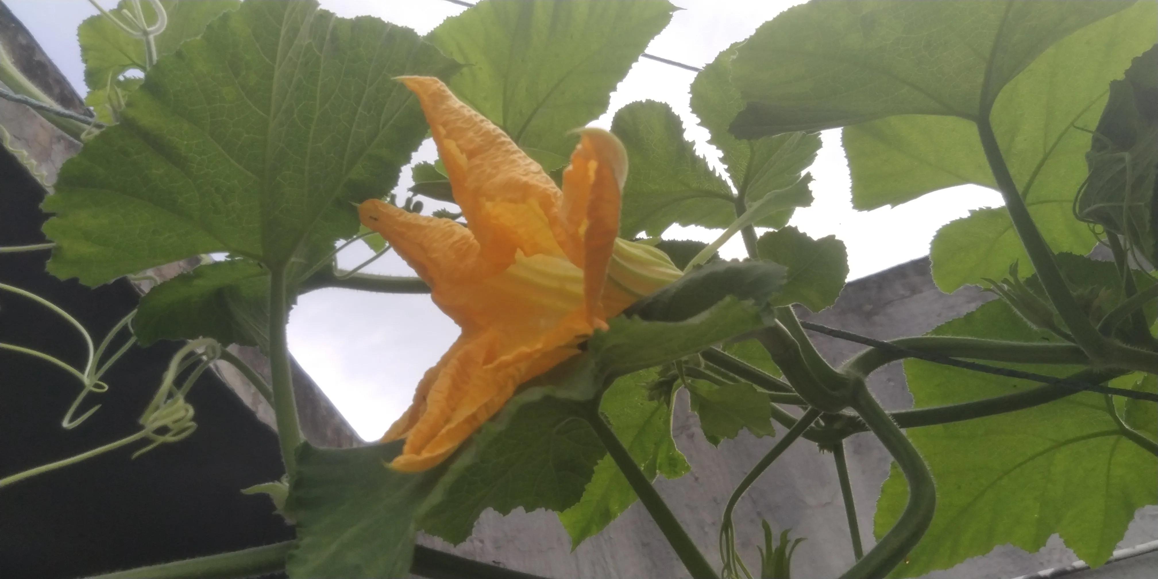 超级美味的南瓜花,南瓜藤是这个季节最好吃的蔬菜