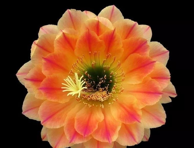 200种·仙人球开花图鉴，大开眼界，美到爆