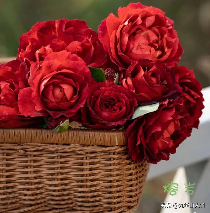 天狼月季新品预售,天狼月季官方旗舰店烛光月季