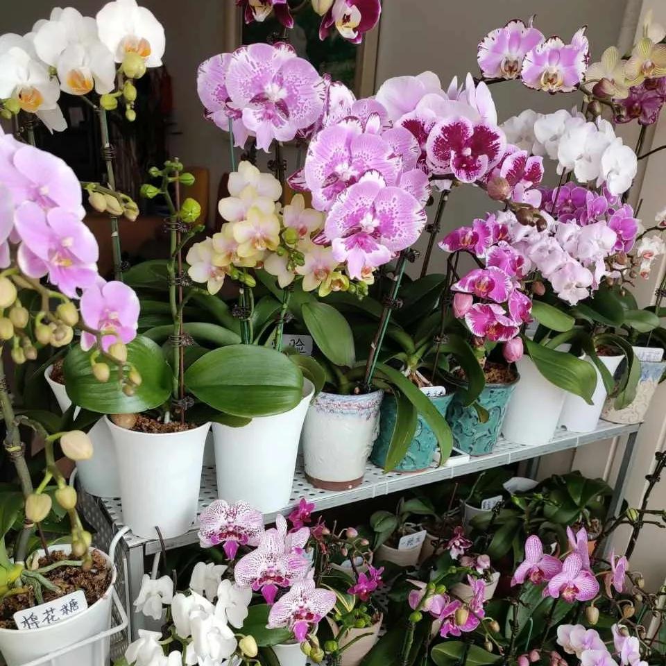 过期药片浇花的正确方法,过期药片是养花宝贝肥效强10倍