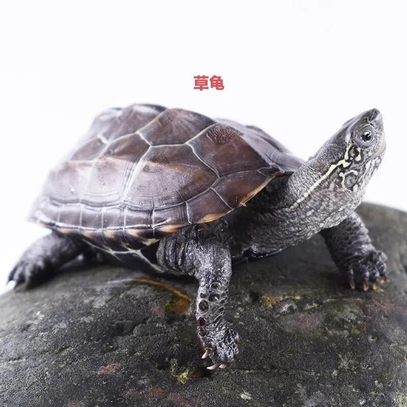 新手养什么龟最合适最便宜,新手建议养什么龟才好