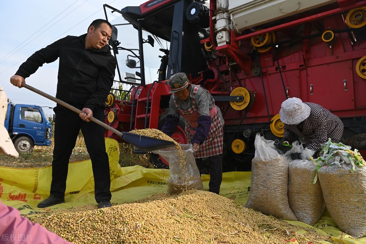 全国各地大豆价格最新行情分析,今日全国各地大豆价格行情走势