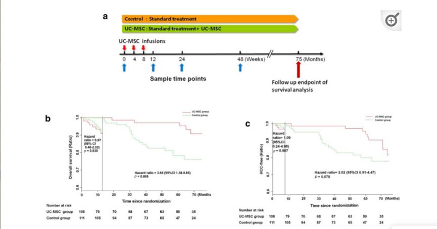启动患者招募！间充质干细胞为肝硬化治疗提供新选择