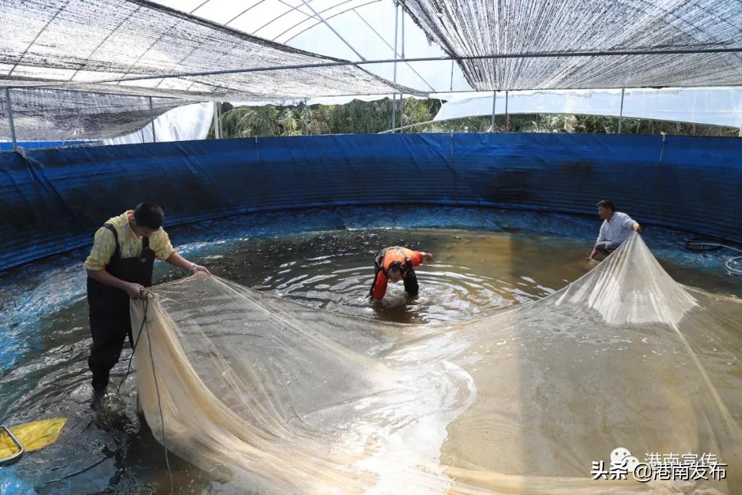 圆桶养殖新模式,致富经圆桶养鱼新模式技术视频